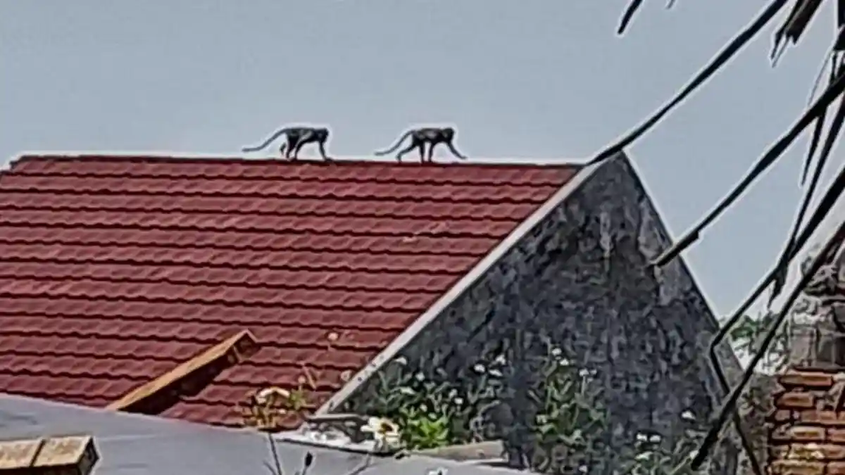 Kawanan Monyet Liar Meresahkan Warga Kalisegoro Gunungpati Kota Semarang