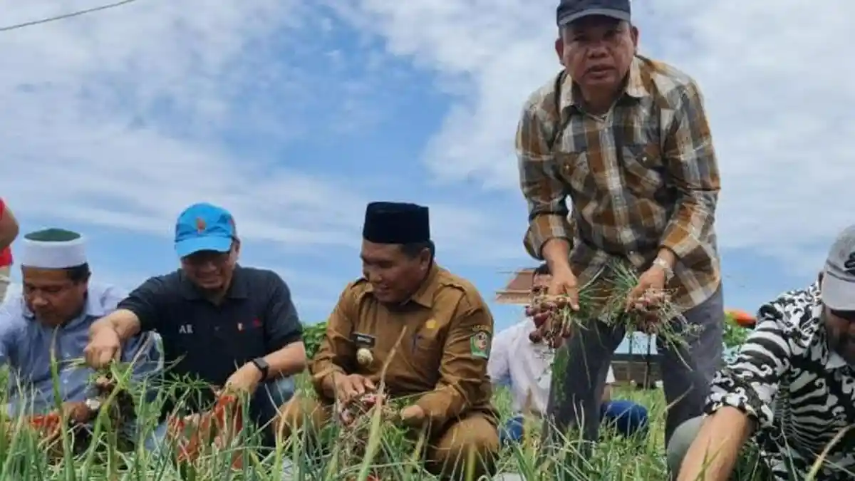 Konsorsium Bawang Merah Aceh Targetkan Area Tanam 1.000 Ha, 2 Titik Lokasi
