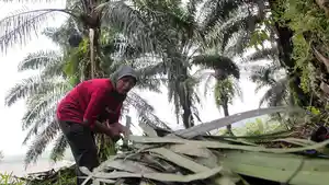 pembuatan-sapu-lidi-dari-limbah-pohon-kelapa-sawit_20210216_203016.jpg