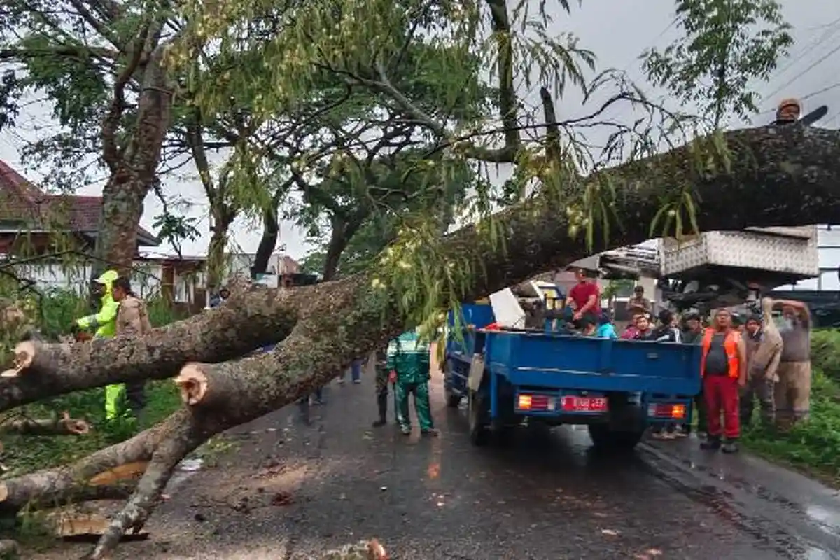Malang Diterjang Hujan Angin, Pohon Tumbang Tutupi Jalan hingga Timpa Rumah Warga Jabung