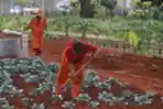 Merawat Tanaman Sayur Di Kolong Tol Becakayu