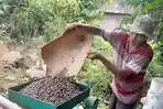 Dipengaruhi-Kualitas-Harga-Kopi-di-OKU-Selatan-Kini-Anjlok-Hingga-Rp-53-Ribu-Perkilo.jpg