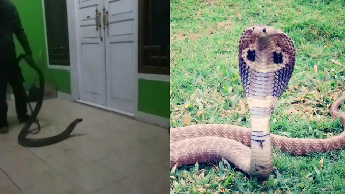 Nasib Nahas Bocah 7 Tahun di Kotabaru, Tewas Digigit Ular Kobra Saat Hendak Mandi di Sungai