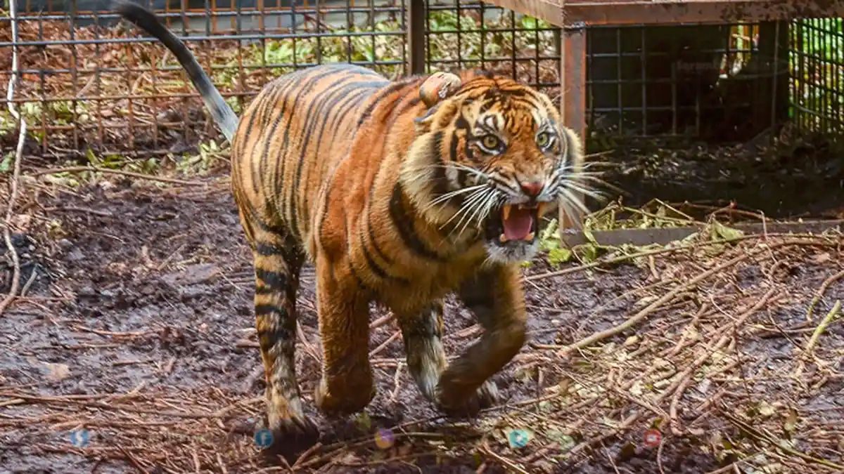 FOTO - Corina, Harimau Sumatera Yang Terjerat Saat Dunia Sedang Dilanda Corona - harimau-sumatera-corina-1.jpg