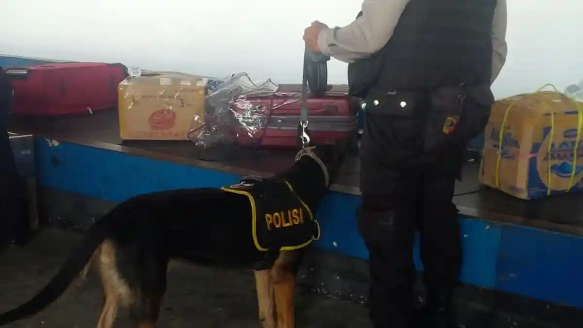 Anjing Pelajak Diturunkan di Pelabuhan Nusantara Parepare