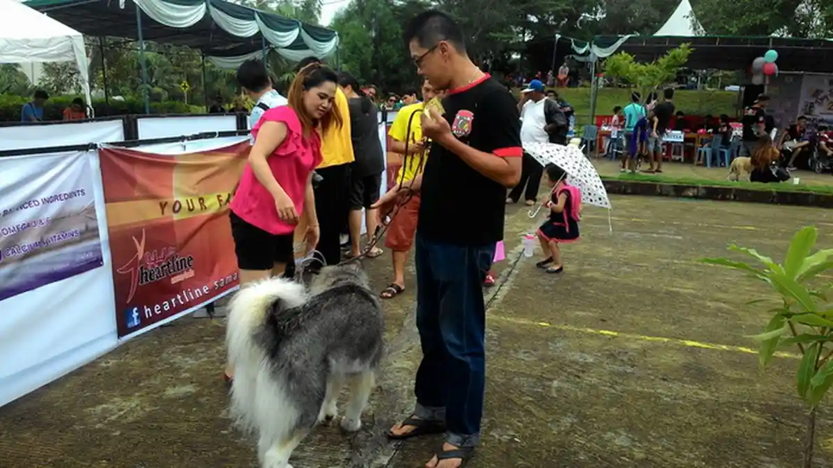 Chihuahua, Husky, Great Dane hingga Dobberman Saling Menyalak di Kantor Marketing Perumahan