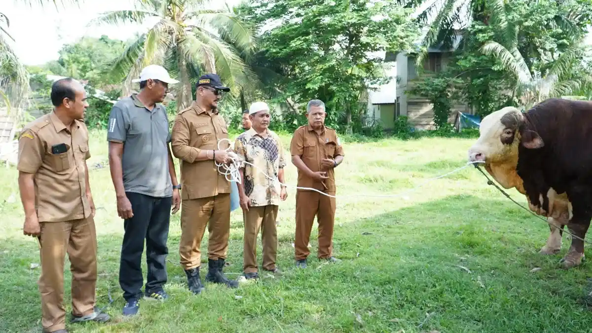 Krisis Sumber Pangan, Hewan Ternak di Aceh Tamiang Terancam Kelaparan