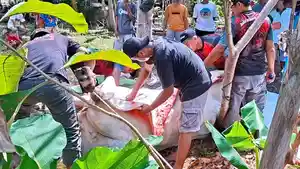 cacing-hati-kurban-kulon-progo.jpg