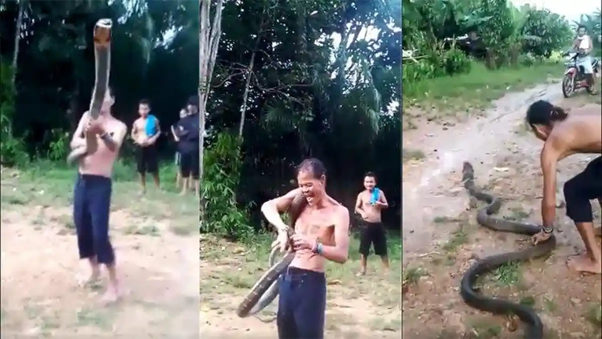 Aksi Mendebarkan King Kobra Serang Pawang Ular di Kalbar Hingga Tewas, Menjerit Saat Tangan Digigit
