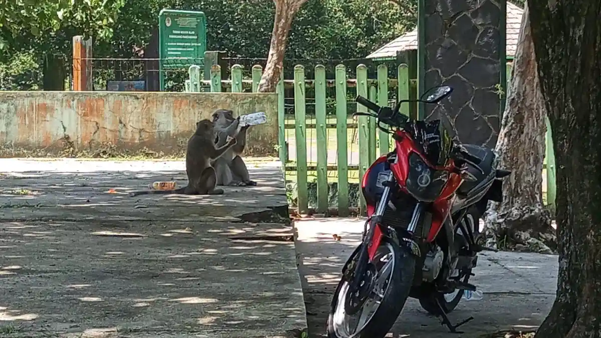 Nakalnya Monyet Liar di TWA Pangandaran: Curi Makanan Wisatawan hingga Rusak Sepeda Motor