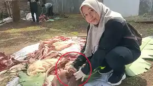 20260527_petugas-Dispaperta-Batang-temukan-cacing-hati_1.jpg
