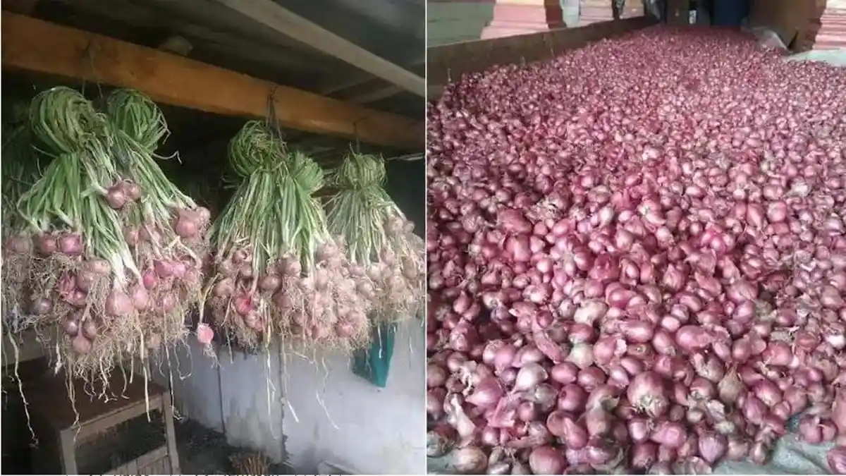 Harga Bawang Merah di Gayo Lues Anjlok, Petani Terancam Rugi Akibat ...