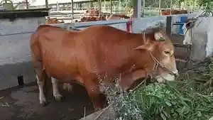 20260518-SI-KOMBET-Sapi-jantan-jenis-Limosin-murni-bernama-si-Kombet.jpg