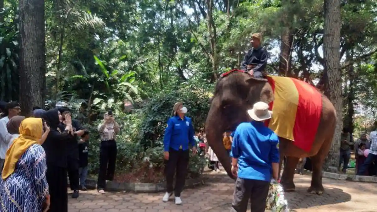 Barisan Gajah, Ular, dan Binturung Meriahkan Karnaval Budaya dan Satwa di Kebun Binatang Bandung