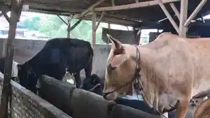 Peternakan-sapi-di-Way-Halim-Bandar-Lampung-telah-diperiksa.jpg