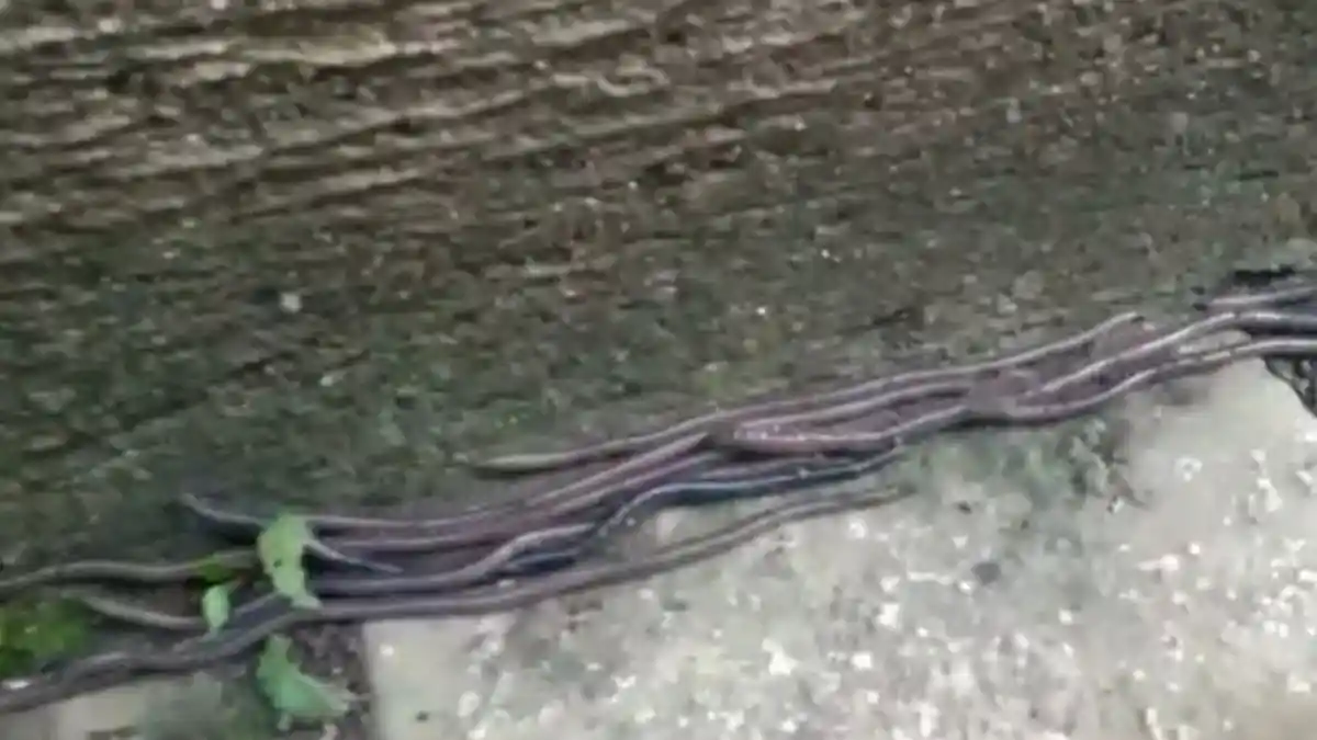 Muncul Fenomena Cacing Tanah Naik ke Permukaan, Ahli Ungkap 3 Penyebabnya