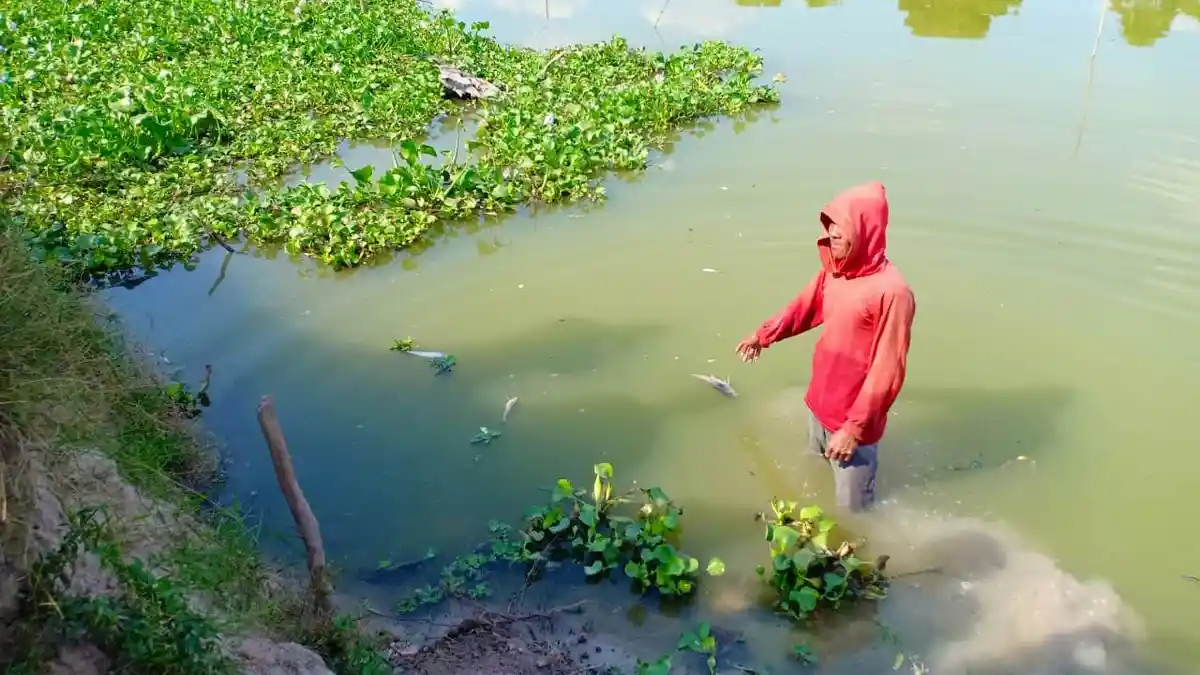 Diduga Tercemar Limbah Tapioka, Ratusan Ikan di Sungai Menggala Mati