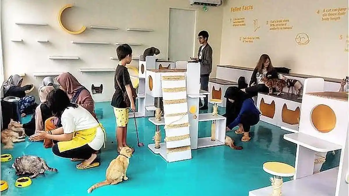 2 Tempat Wisata di Bandung yang Manjakan Pencinta Kucing