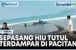 VIDEO VIRAL Sepasang Hiu Tutul Terdampar di Pantai Wonocaki Pacitan Jadi Tontonan Warga