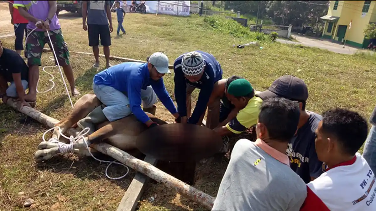 Jumlah Pemotongan Hewan Kurban di Kalbar di Momen Hari Raya Idul Adha