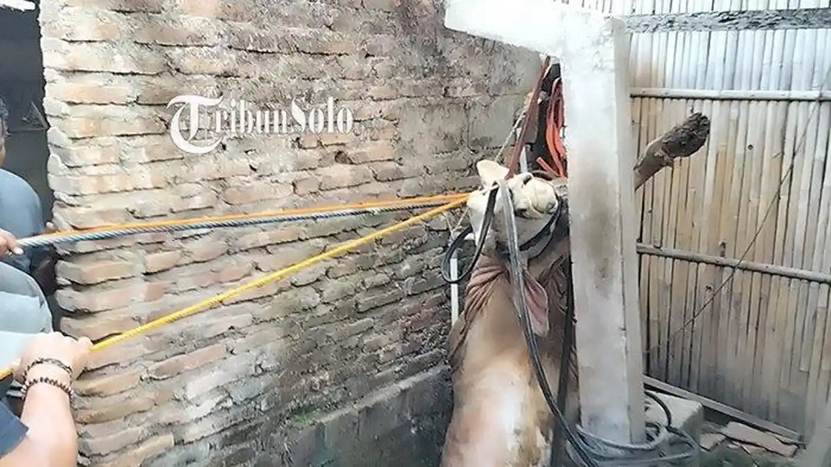 Baru Dibeli dari Pasar Hewan, Sapi Warga Mojosongo Boyolali Mati Masuk Sumur. Evakuasi Butuh 1,5 Jam