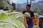 Petani Dieng Memanen Kubis