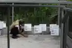 Pelestarian Penyu Sisik di Bintan Kepri