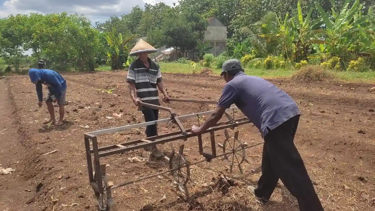Sorgum Mulai Ditanam di Banyumas, Tanaman Legendaris yang Kaya Manfaat dan Ekonomis