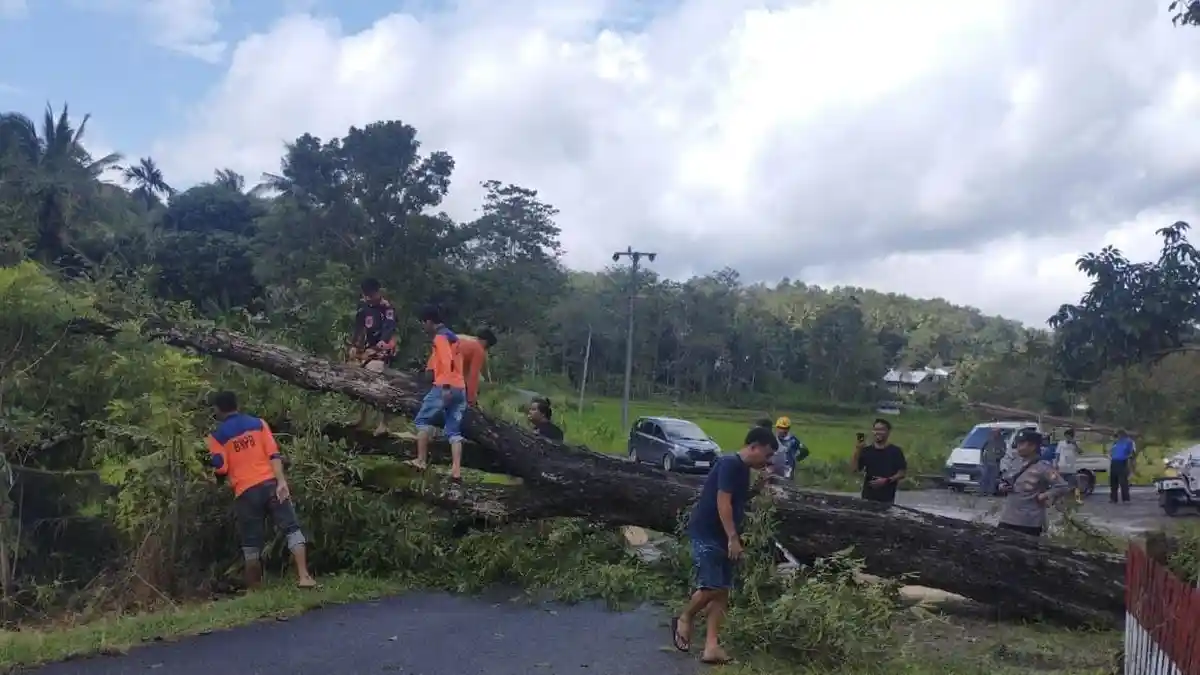 Pohon Asam Tumbang di Bulupoddo Sinjai Putus Aliran Listrik dan Tutup Jalan
