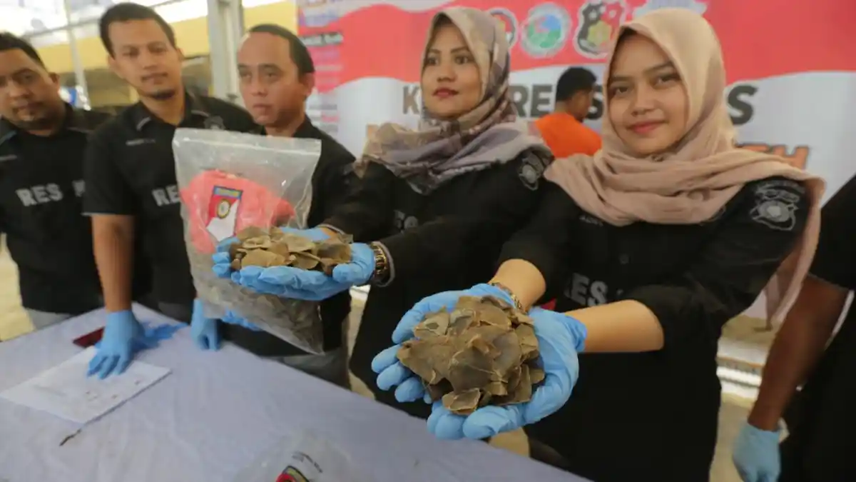 Polresta Banda Aceh Ringkus 2 Agen dan Satu Pemasok Sisik Trenggiling, Ini Ancaman Hukuman Maksimal