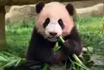 Destinasi Wisata Jawa Barat untuk Keluarga, Taman Safari Bogor Hadirkan Panda Rio