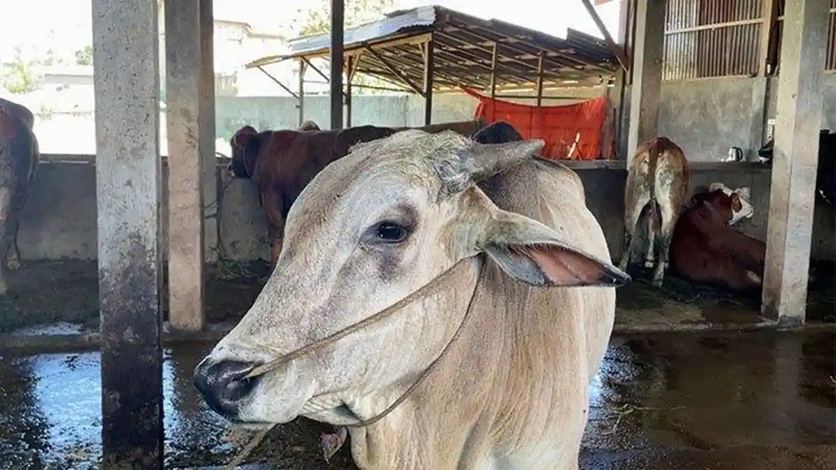 Stok Sapi Lampung Surplus 27 Ribu Ekor, Cukup Selama Ramadan hingga Idul Fitri 2026