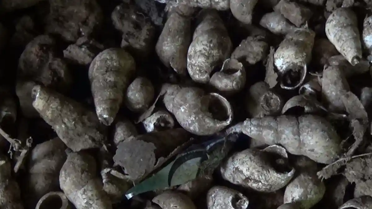Di Gua Batu Babi Tabalong Banyak Didapatkan Cangkang Siput, Ada yang Menyatu dengan Batu