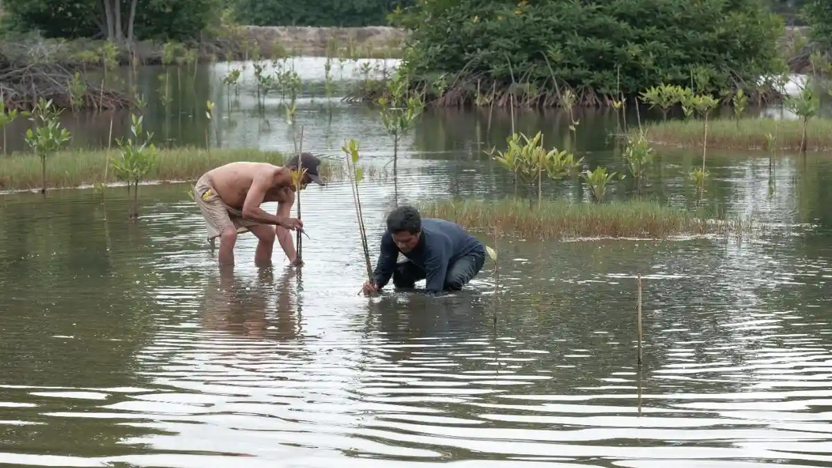 Dugaan Korupsi Berjemaah Kelompok Tani Hutan, Proyek Mangrove Diduga Fiktif, Ini Modusnya