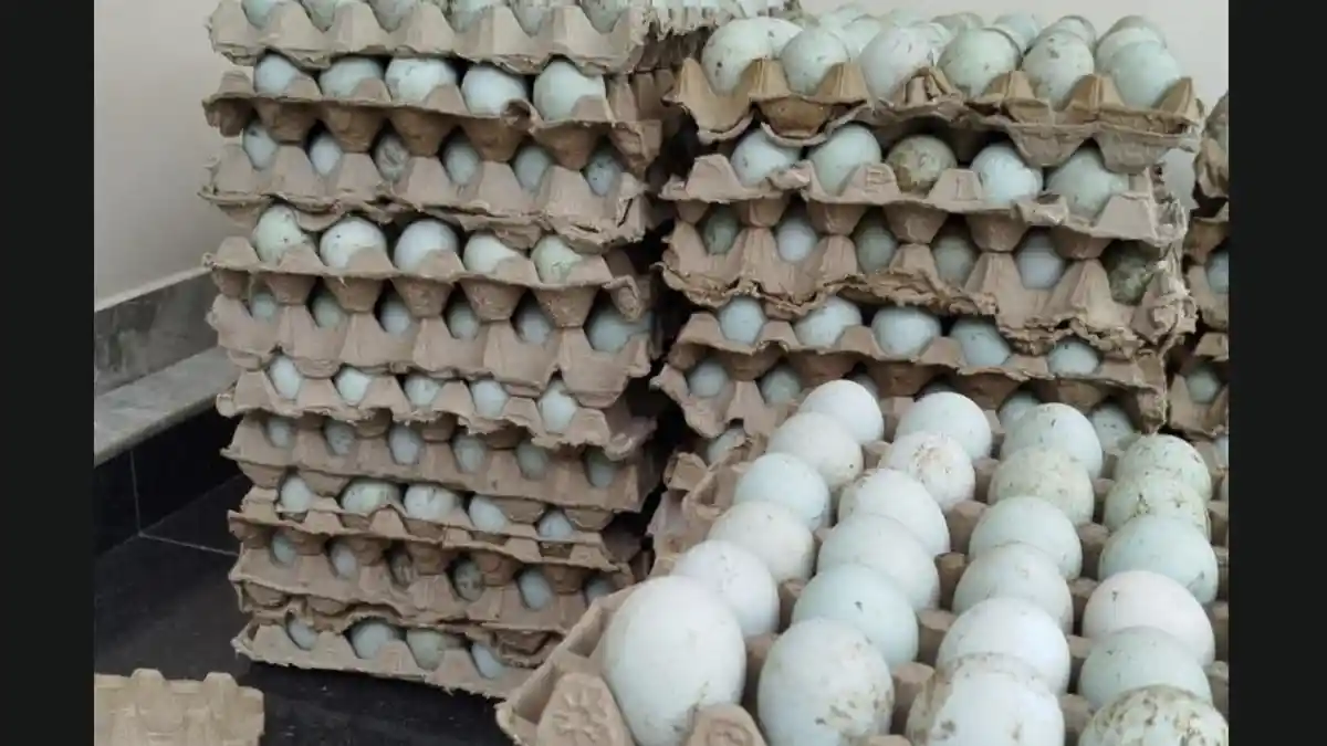 Jelang Galungan, Kebutuhan Telur Itik Melonjak, Gianyar Bali Datangkan Pasokan Luar Daerah