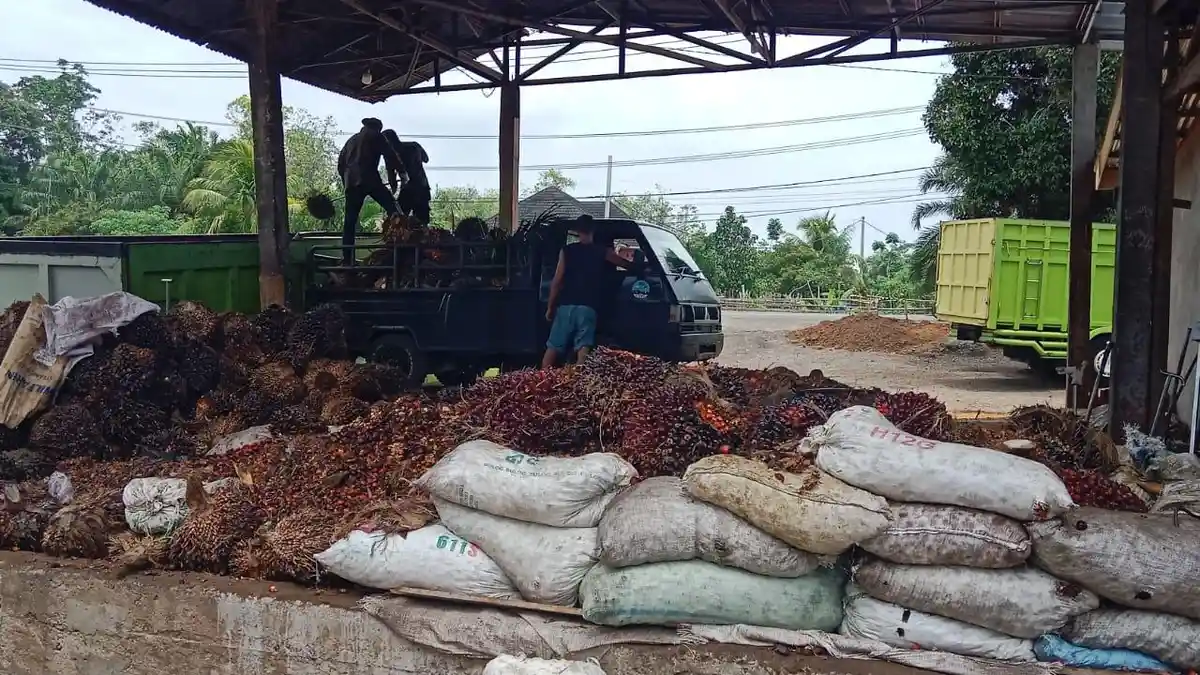 Update Harga TBS Sawit di Seluma Turun, Kini Rp 2.920 Perkilo dan Berondolan Rp 2.700 Perkilogram