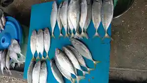 Ikan-pasar-Langgur-111.jpg