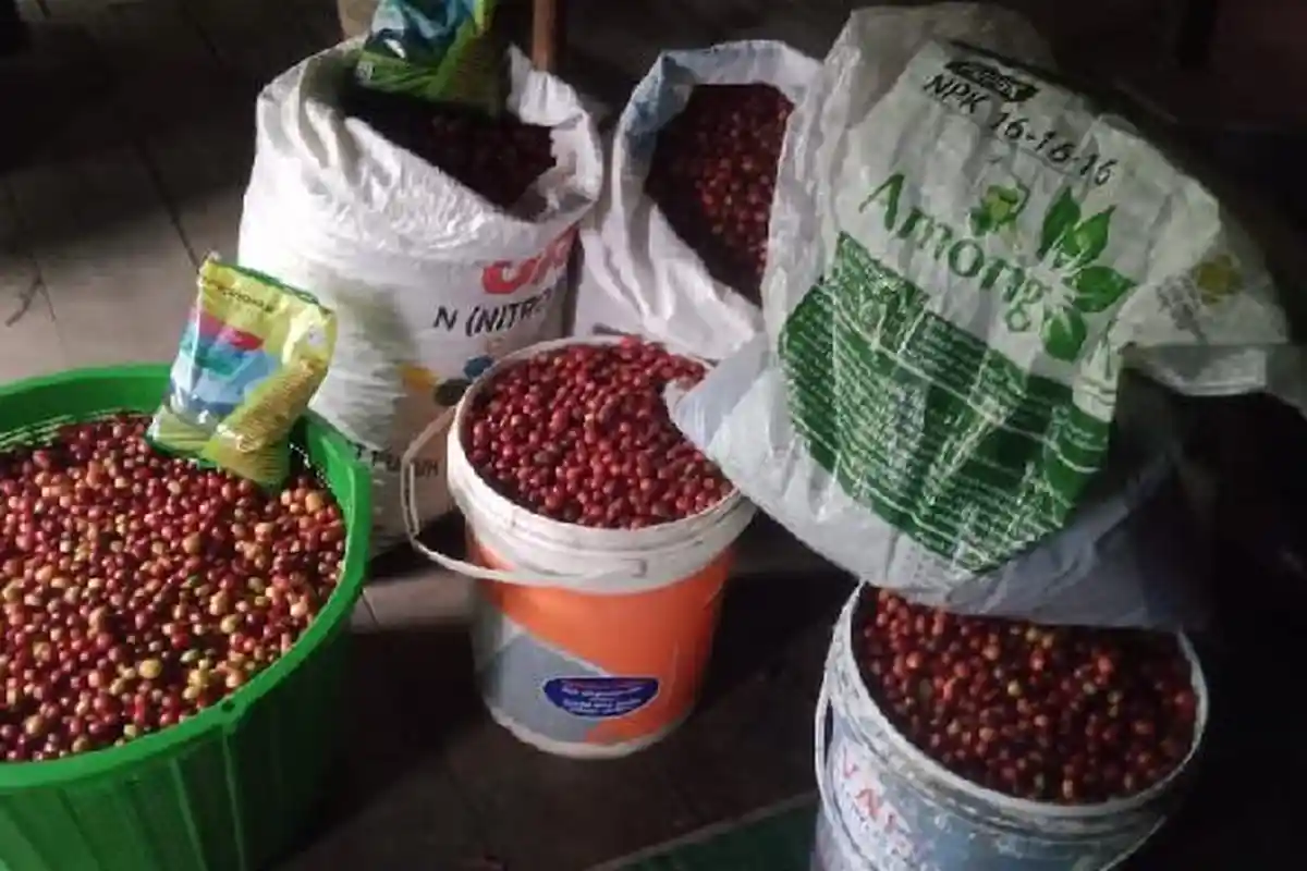 Harga Kopi Gayo Masih Stabil, Cek Harga Kopi di Gayo Lues per 7 November 2022