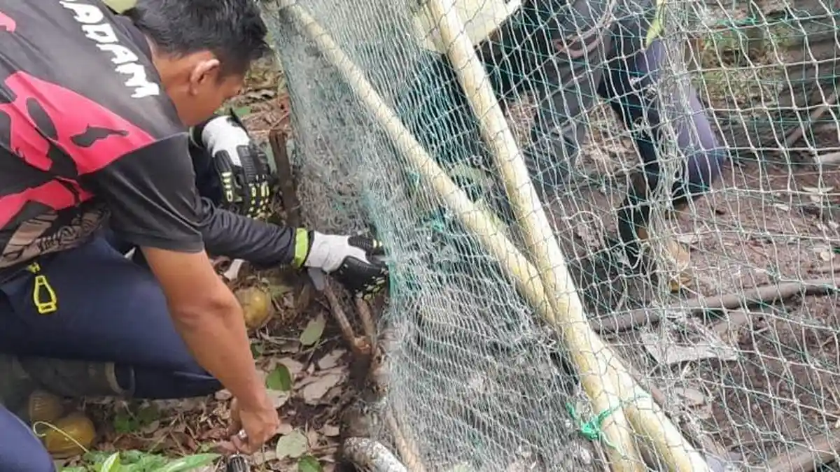Warga Bintan Ketakutan Lihat Ular Piton 2,5 Meter Tersangkut di Jaring di Pekarangan Rumah