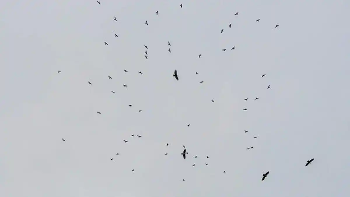 Fenomena Langka, Ribuan Burung Raptor Lewati Langit di Pegunungan ...