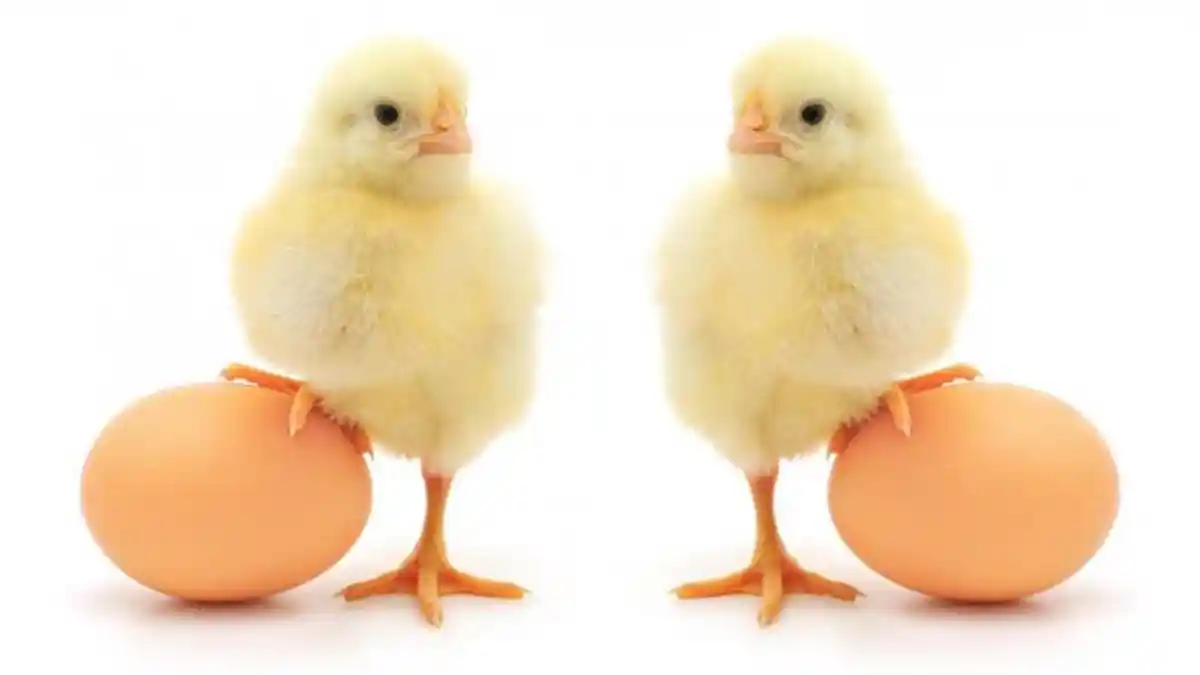 KUNCI JAWABAN Tematik 6 Kelas 2 SD/MI Halaman 22 23, Berapa Berat Telur Ayam Lani Selama 12 Hari?