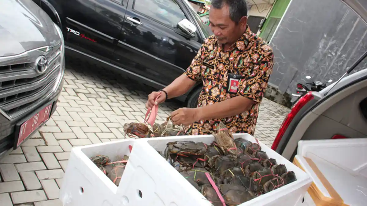 Ratusan Ekor Kepiting Bertelur Gagal Diangkut dari Samarinda ke Kuala Lumpur