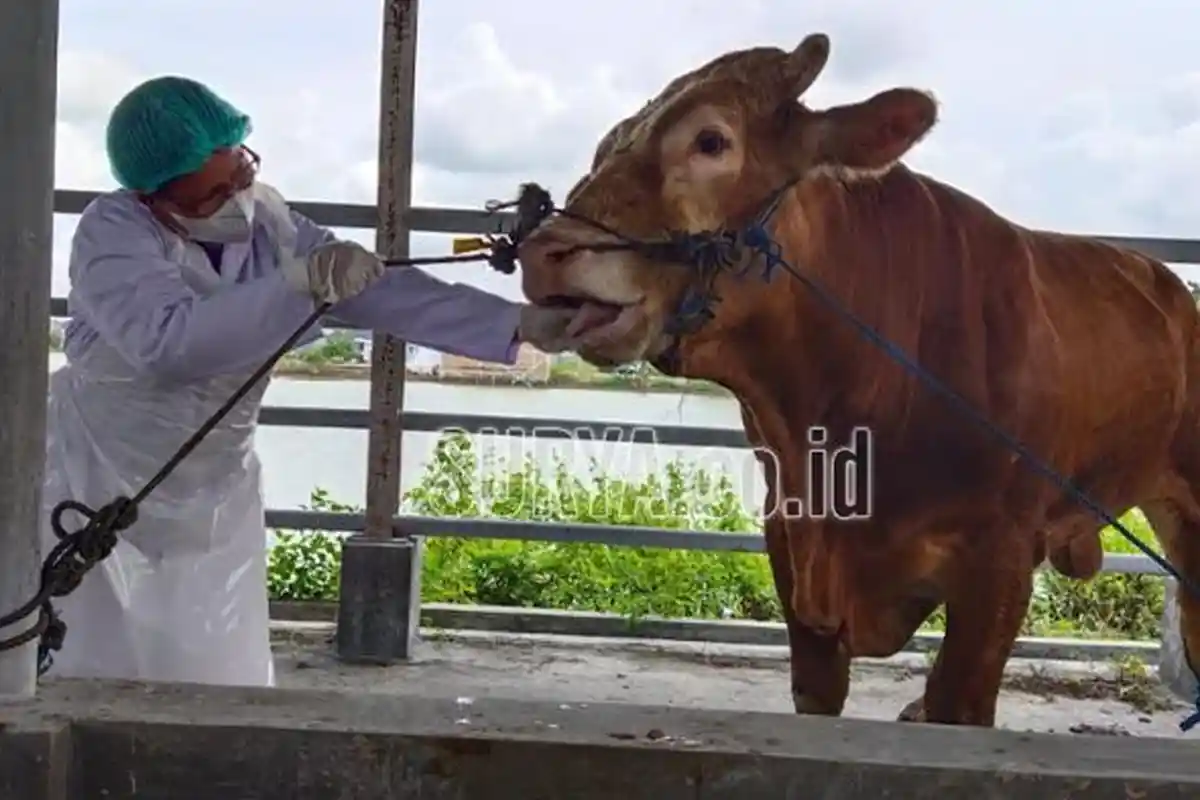 Jelang Idul Adha 1445, Disnakeswan Lamongan Jamin Ketersediaan dan Kesehatan Hewan Aman