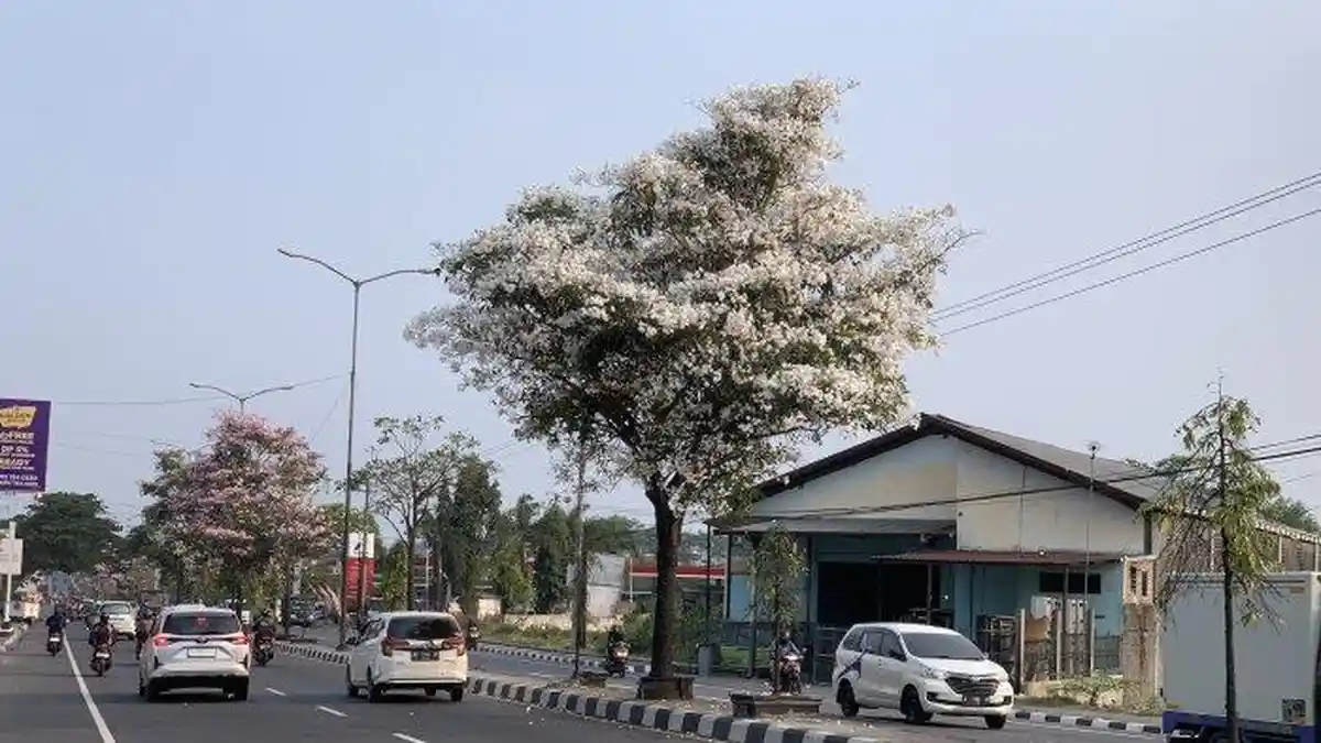 Mengenal Bunga Tabebuya, Tumbuhan dari Brasil yang Bermekaran di Magelang, Serasa Berada di Jepang