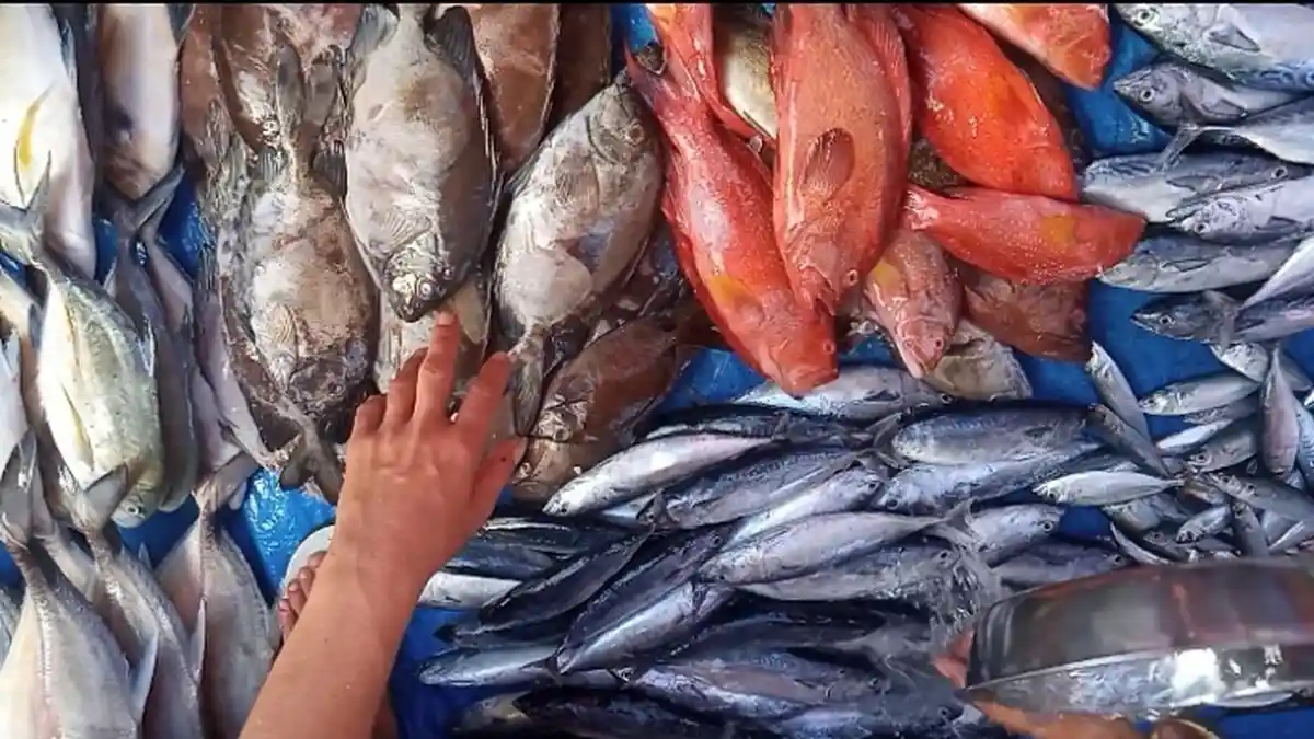 Harga Ikan TERBARU di Pelelangan Sodoha Kendari Sultra Minggu 5 Juni 2022, Mulai Rp15 ribu per Kilo
