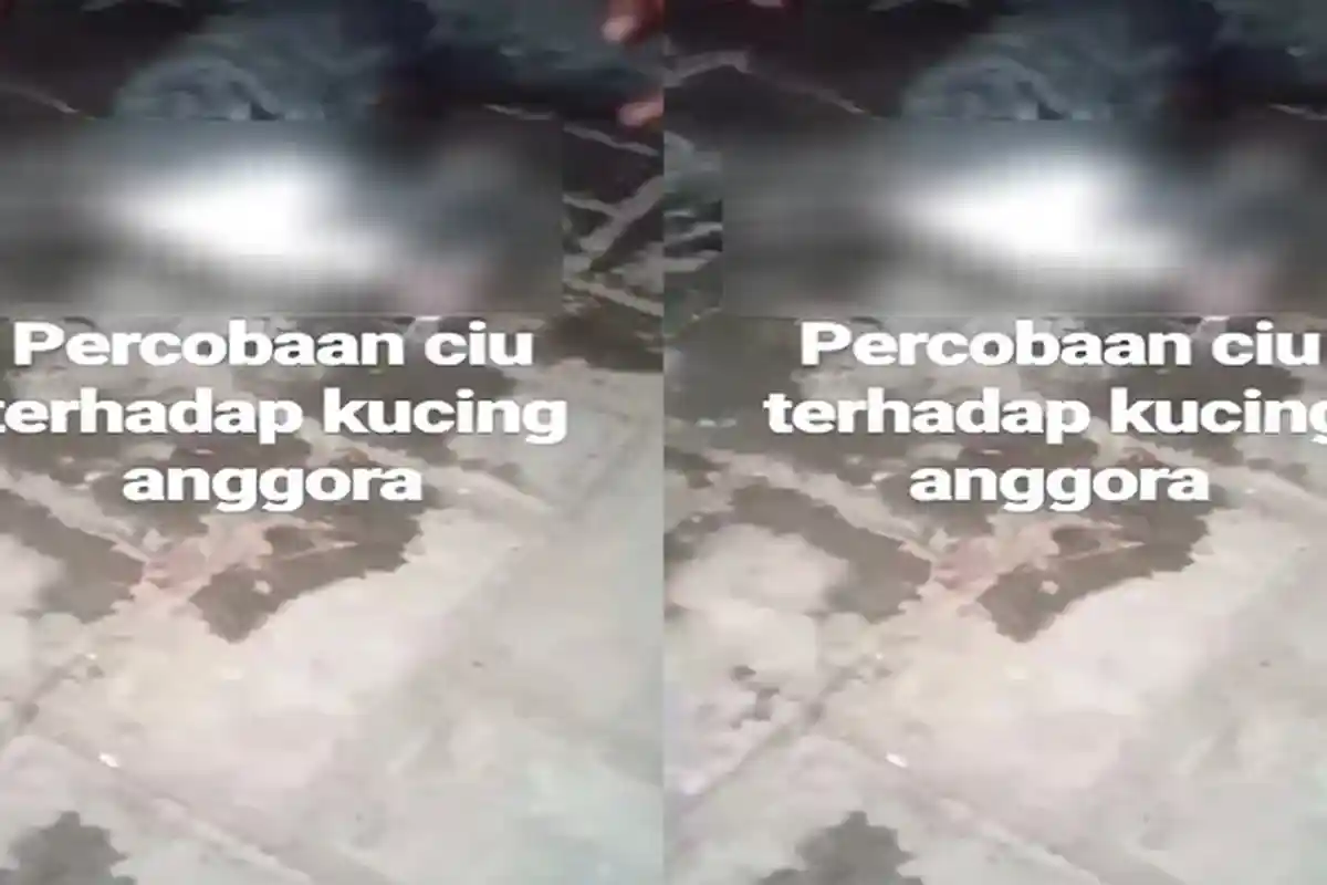 Viral Kucing Sekarat Dipaksa Minum Miras Ciu Sampai Mati, Imbasnya Azzam Dilaporkan Polisi