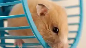 hamster_20180502_112114.jpg