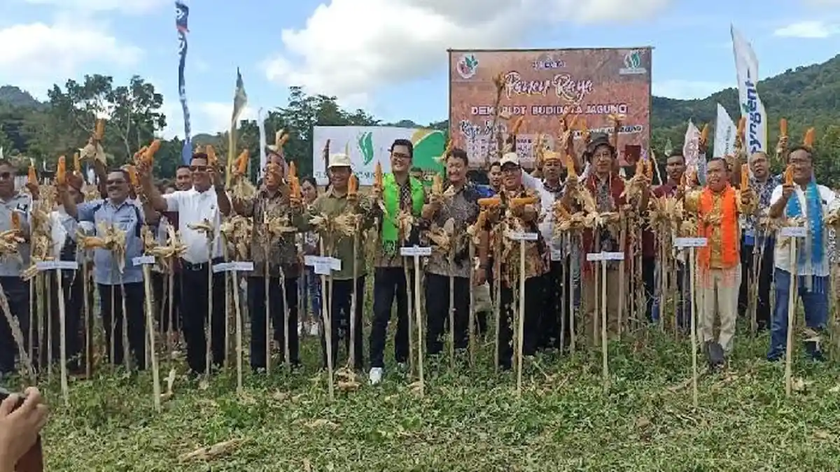 Uskup Ruteng Bersama Penjabat Bupati Manggarai Timur Panen Raya Jagung PT SMJ Demplot Seminari Kisol