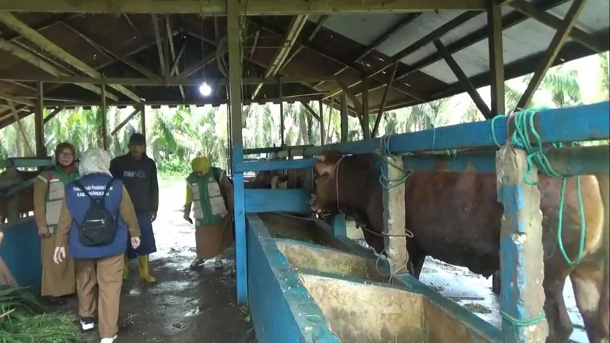 Melihat 'Bagong', Sapi Kurban Hitam Pekat Berbobot Nyaris 1 Ton Milik Warga Pedanda Pasangkayu