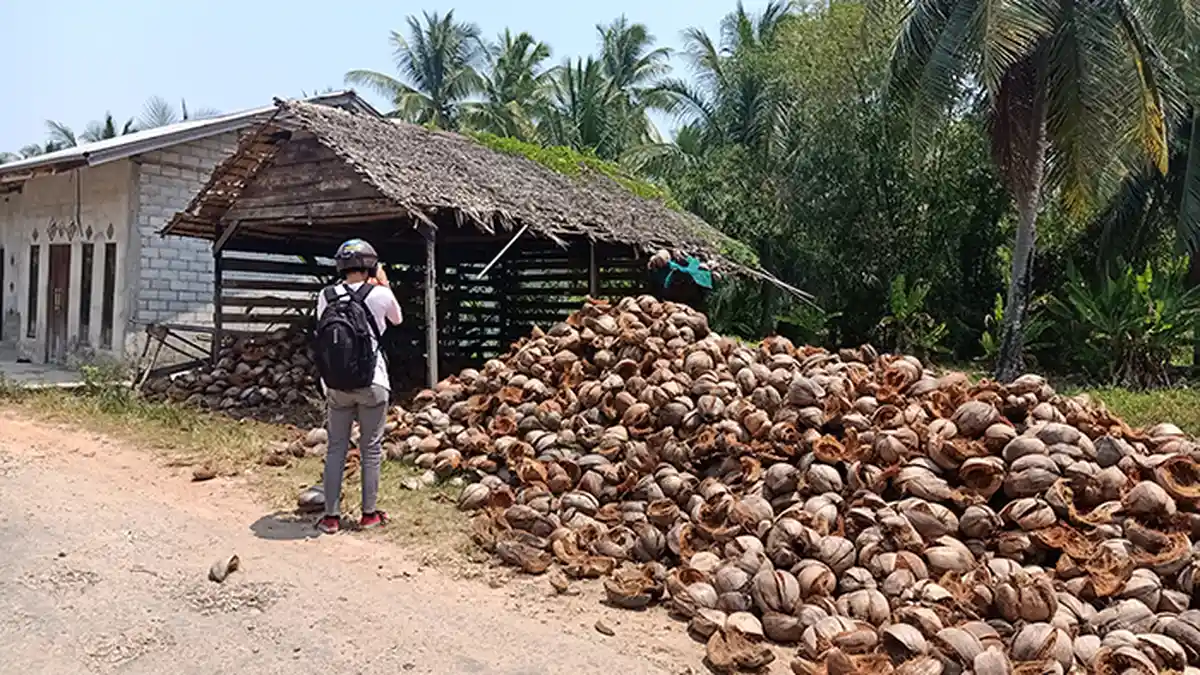 Petani Menjerit Harga Kelapa di Mempawah Turun Drastis, Disperindagnaker Akui Belum Tahu Sebabnya